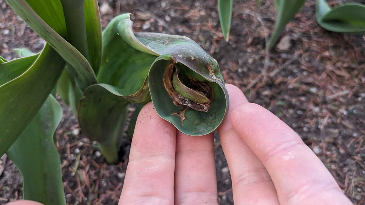 Jeune pousse de tulipe atteinte par le feu de la tulipe, aux feuilles enroulées et tordues, dont le cœur brun et pourri est couvert d'un duvet gris, maintenue entre deux doigts au-dessus d'un sol paillé