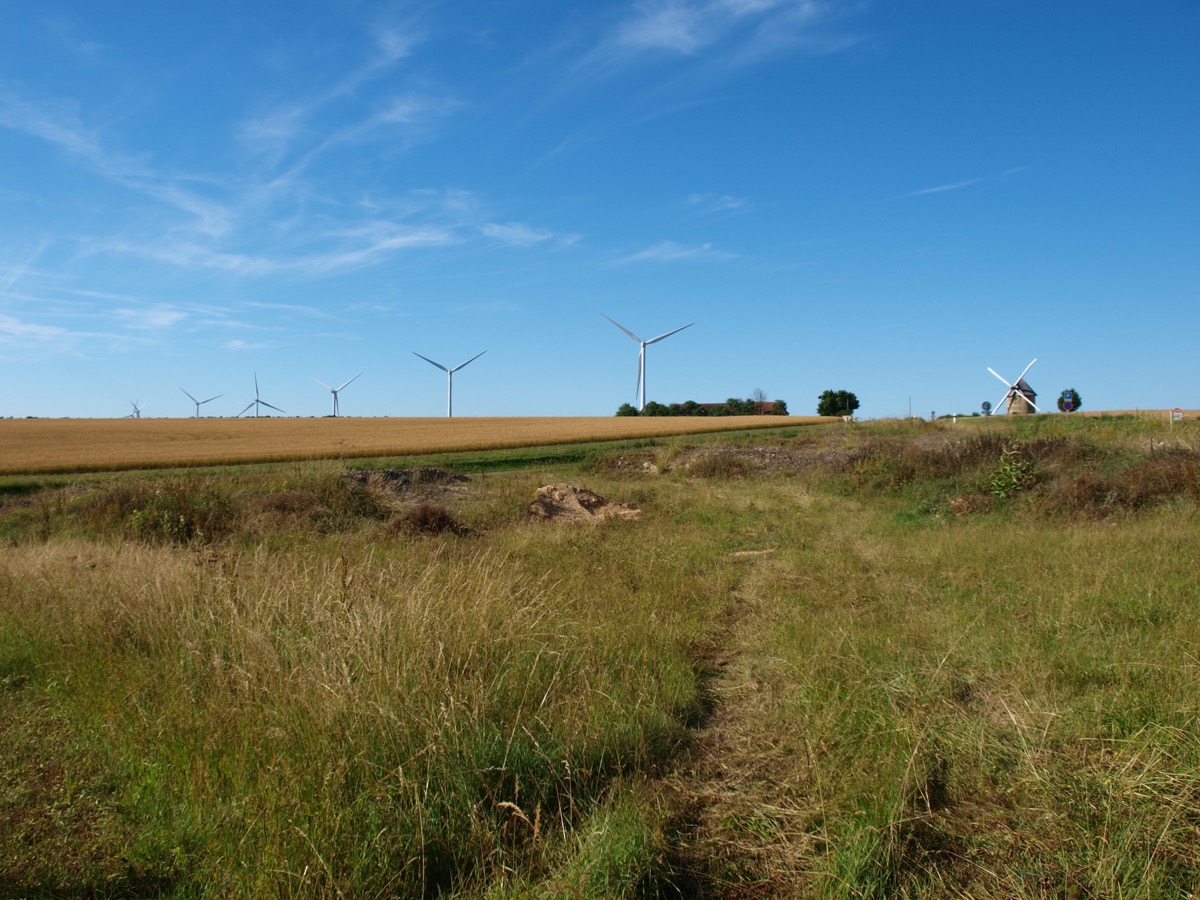 Champ d'éoliennes alignées derrière un champ de céréales, avec un ancien moulin à vent en pierre sur la droite