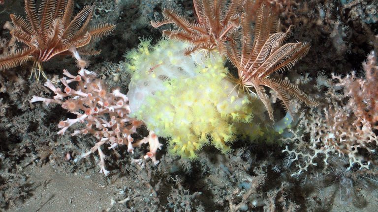 Récif de coraux d'eau froide dans le golfe de Gascogne, avec des colonies blanches et roses, une éponge jaune et des crinoïdes déployés sur le fond sédimentaire