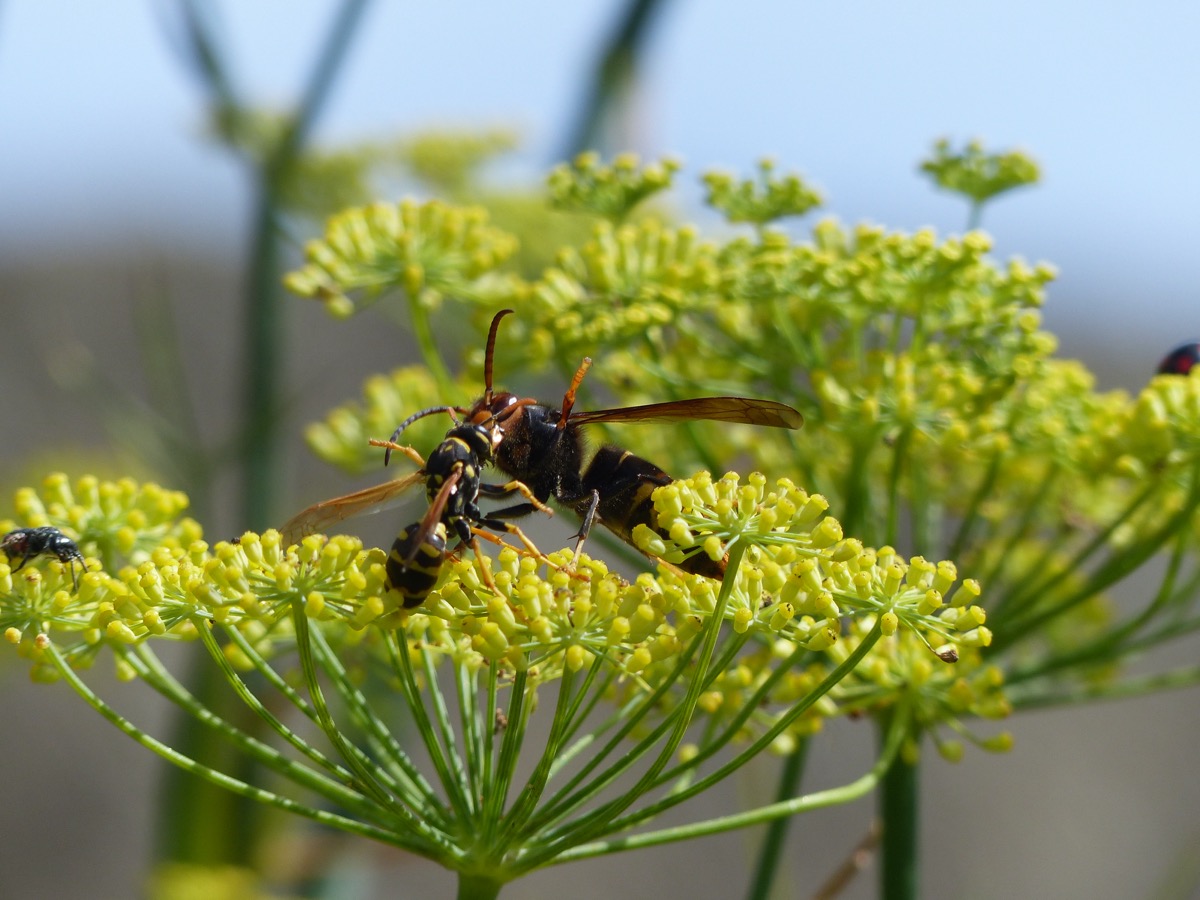 Frelon à pattes jaunes saisissant une guêpe poliste sur une ombelle de fleurs jaunes
