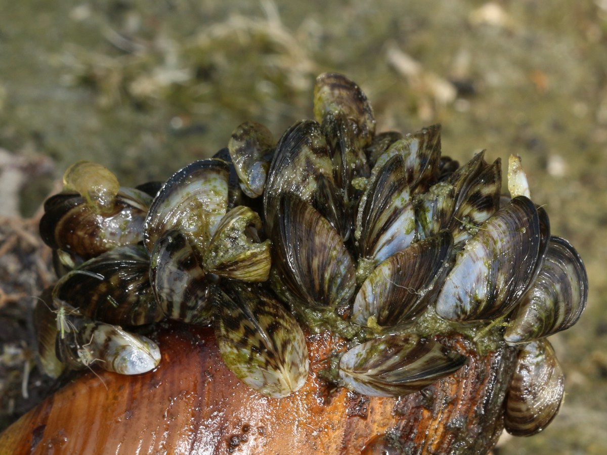 Grappe de moules zébrées aux coquilles rayées brun et crème, fixées sur une plus grande coquille au bord de l'eau