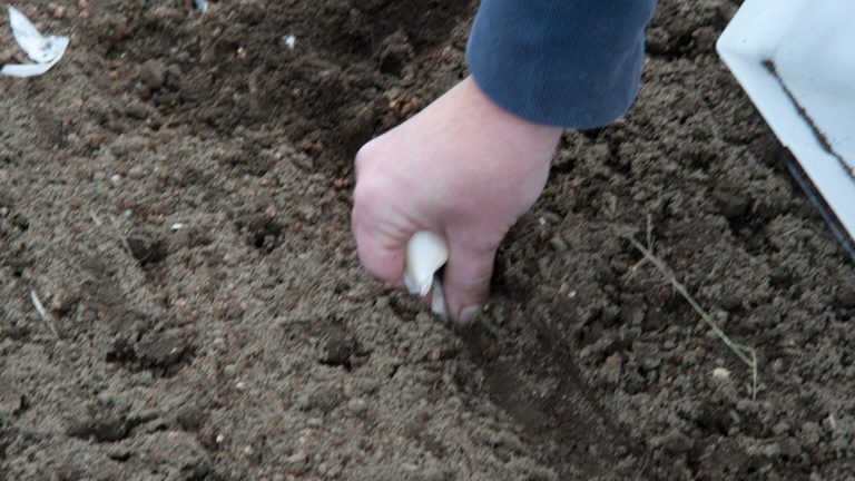 Main enfonçant un caïeu d'ail blanc dans la terre fine et sombre d'un sillon de potager, près d'une caisse de plantation blanche