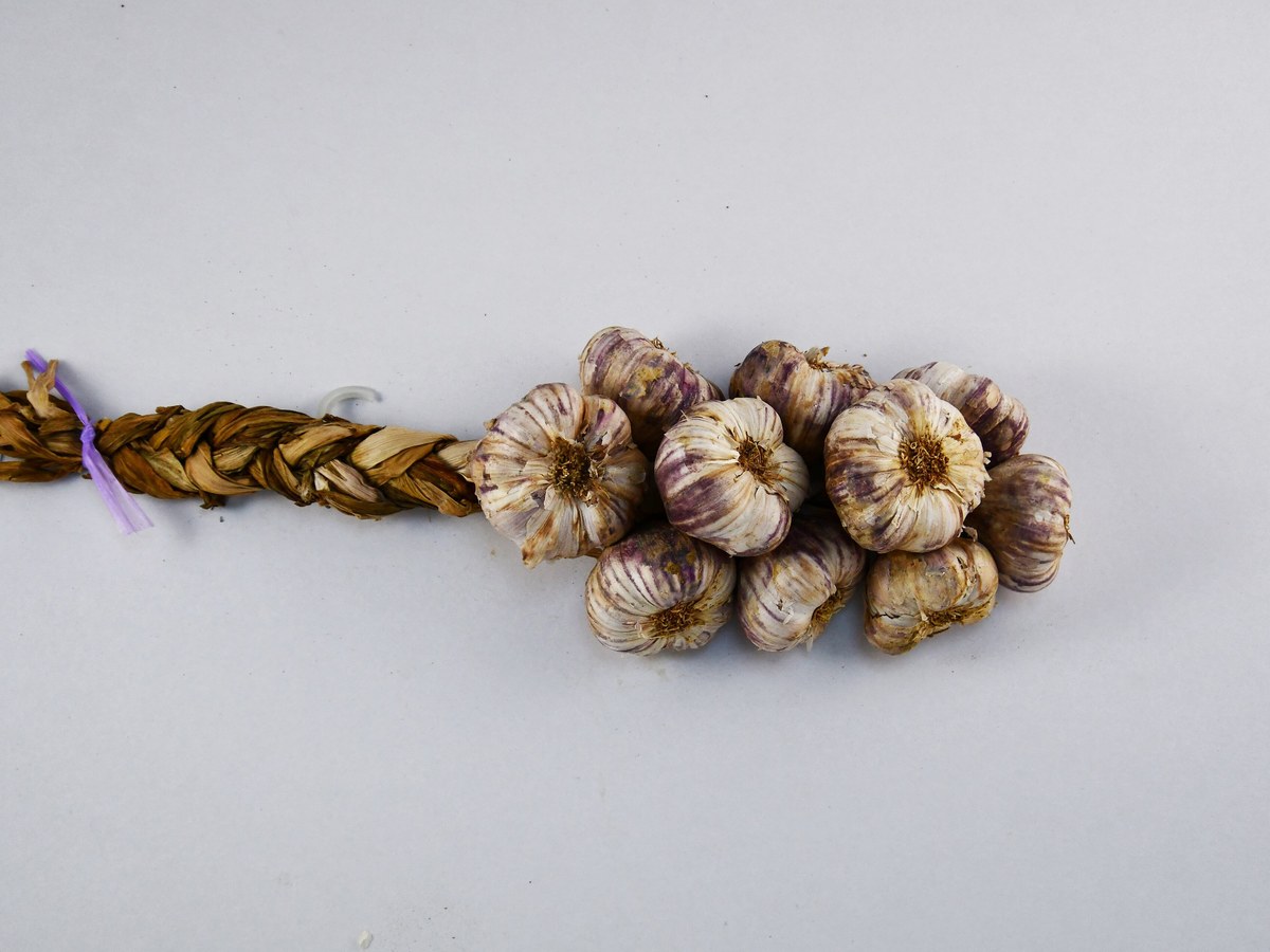 Tresse d'ail violet de Cadours posée sur un fond gris clair, une douzaine de têtes aux tuniques striées de violet attachées par leurs fanes tressées