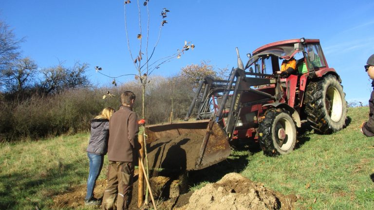 Plantation d'un jeune pommier au milieu d'un pré, deux personnes au bord du trou de plantation et un tracteur amenant de la terre de compost à la pelle