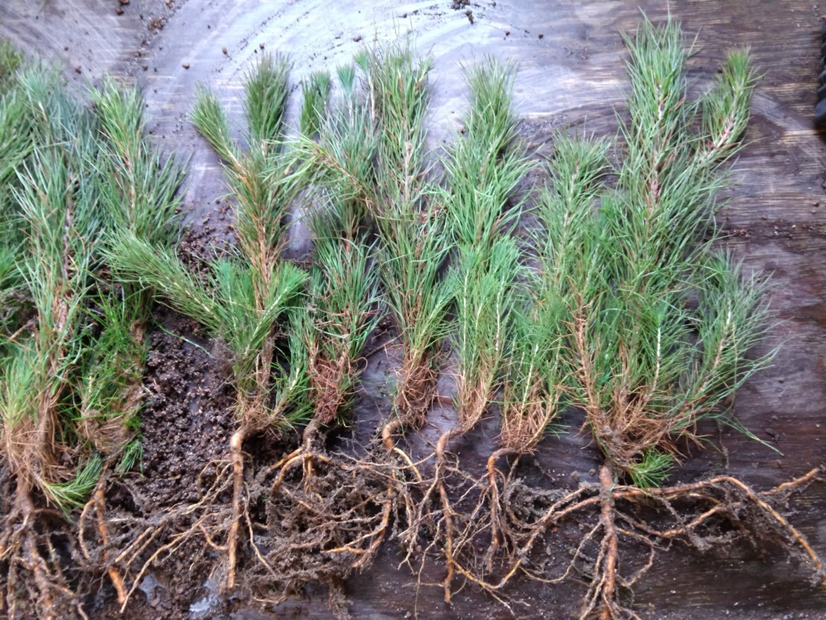 Six jeunes plants de pin alignés sur une planche de bois, aiguilles vertes dressées et racines entièrement dégagées de terre, sans motte