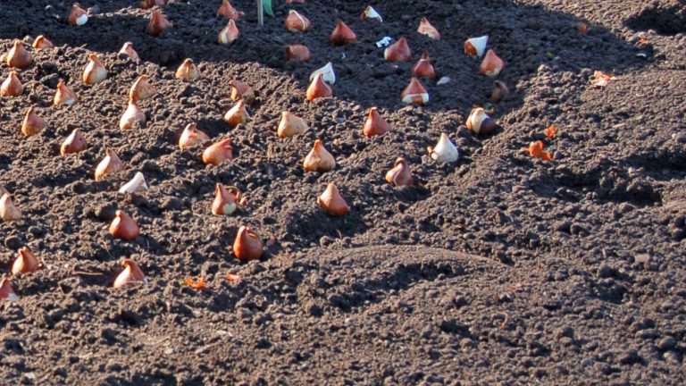 Centaines de bulbes de tulipes posés pointe vers le haut sur la terre brune fraîchement travaillée d'un massif, alignés en rangs réguliers