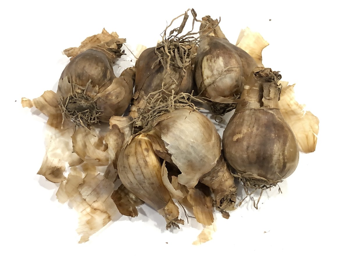 Bulbes de narcisse trompette King Alfred aux tuniques brunes et papyracées, racines sèches visibles, posés en tas avant plantation