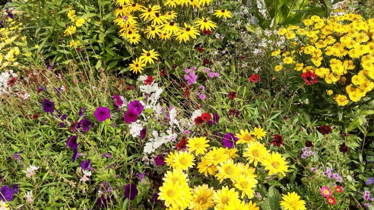 Massif dense de vivaces en fleur, rudbeckies jaunes, hélénies orangées et pétunias violets mêlés