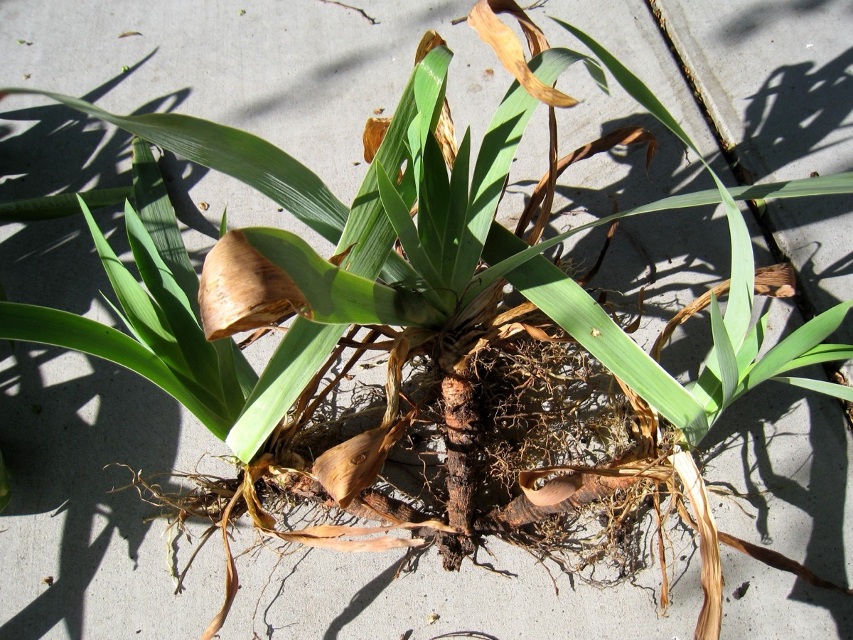 Touffe d'iris arrachée posée sur une dalle, rhizome brun et racines visibles entre deux éventails de feuilles