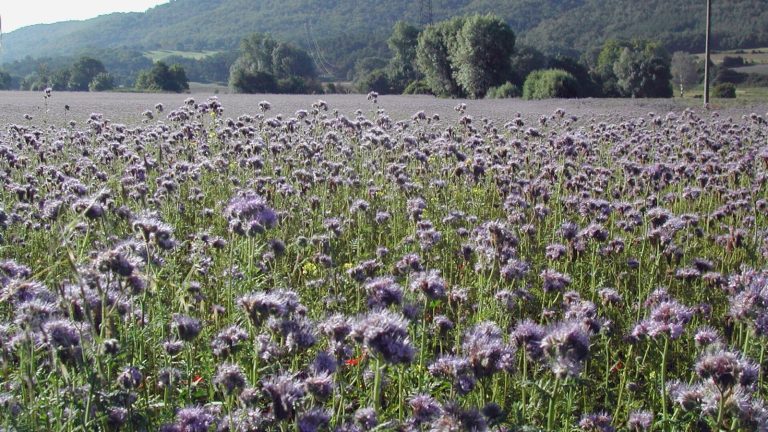 Parcelle de phacélie en pleine floraison violette au premier plan, collines boisées à l'arrière-plan