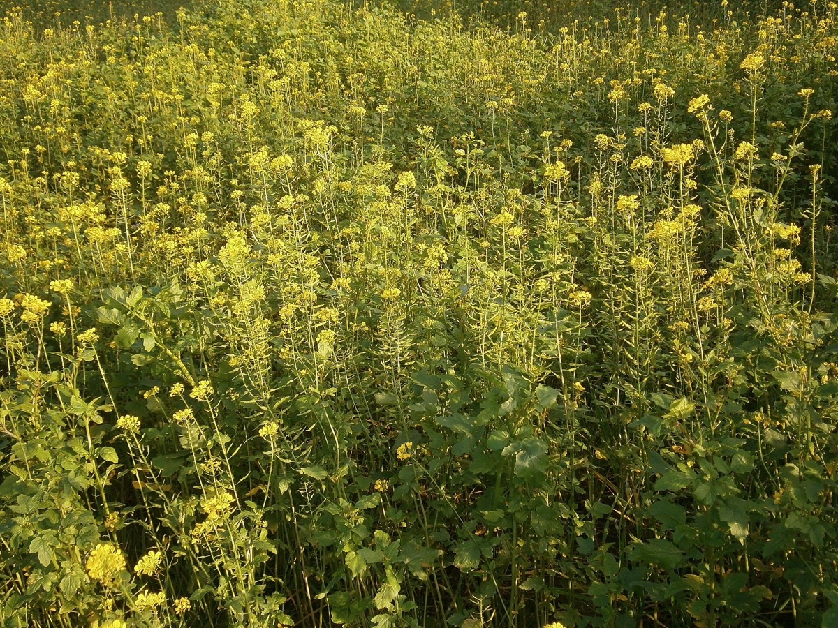 Couvert dense de moutarde blanche en fleur, tiges serrées et fleurs jaunes, photographié au ras du sol