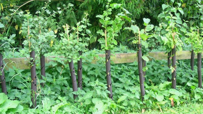Rang de jeunes arbustes protégés par des manchons sombres, le long d’une lisse en bois, dans une haie qui vient d’être plantée