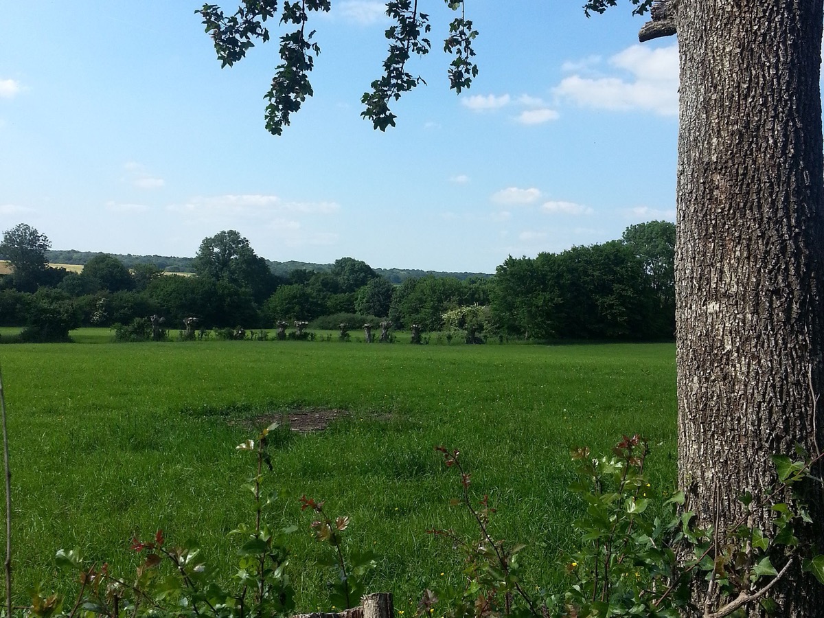 Prairie bordée d’une haie d’arbres têtés et d’arbustes, vue depuis le pied d’un vieux tronc, dans un paysage de bocage