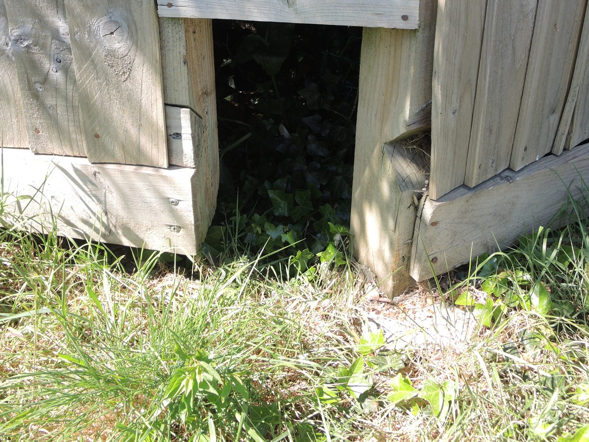 Ouverture rectangulaire découpée au pied d'une palissade en planches de bois clair, au ras d'une herbe haute et sèche, avec de la végétation visible de l'autre côté
