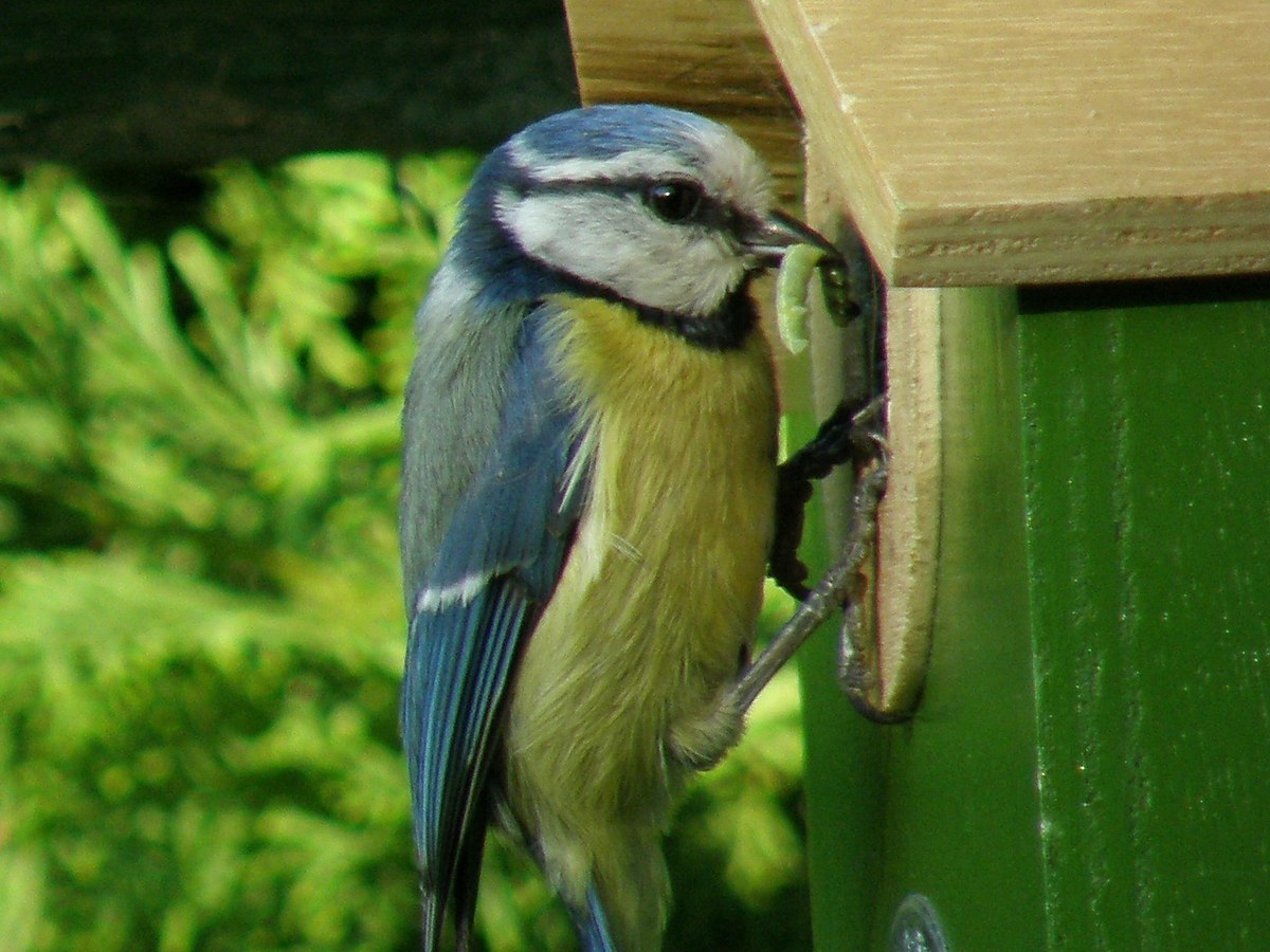 Mésange bleue agrippée à l'entrée d'un nichoir en bois peint en vert, une chenille verte dans le bec