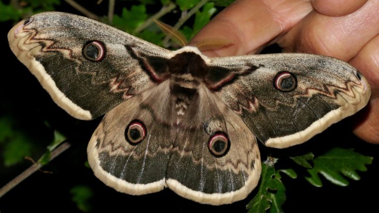 Grand papillon de nuit aux ailes marquées d'ocelles, posé ailes étalées sur une branche