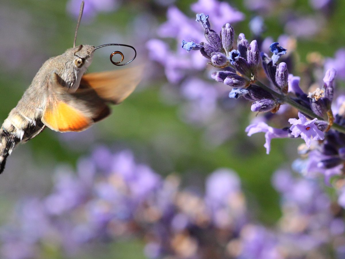 Papillon sphinx en vol stationnaire devant un épi de lavande, ailes floutées par le mouvement