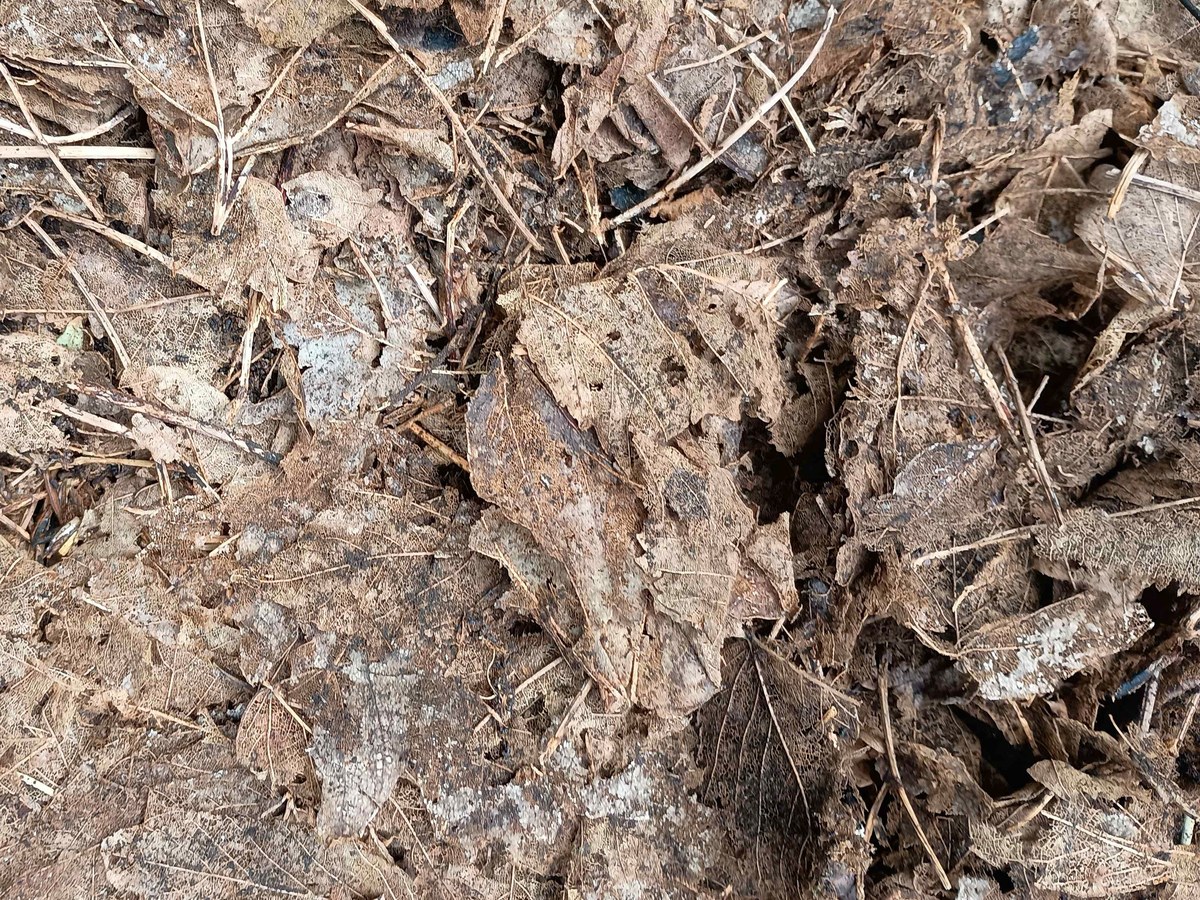 Gros plan sur des feuilles mortes brunes à moitié décomposées, mêlées de brindilles, qui commencent à se transformer en terreau