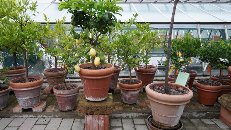 Citronniers et autres agrumes en pots de terre cuite alignés sur un sol pavé, sous la charpente vitrée d'une serre, un citron mûr visible au centre