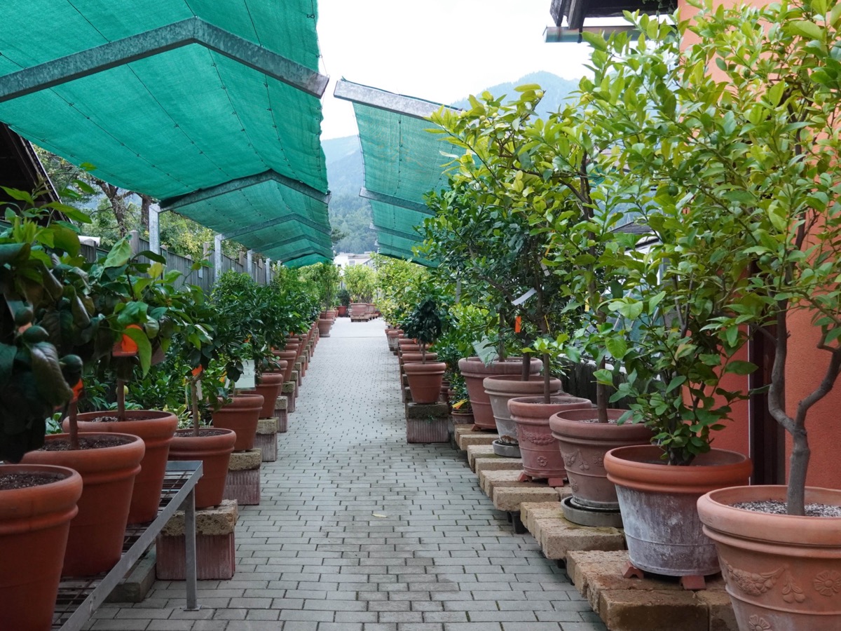 Allée bordée d'agrumes en pots de terre cuite alignés de part et d'autre d'un chemin pavé, sous des filets d'ombrage verts tendus au-dessus
