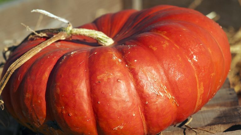 Gros potiron rouge orangé à côtes marquées, posé dans une caisse en bois, sa tige sèche et recourbée encore attachée