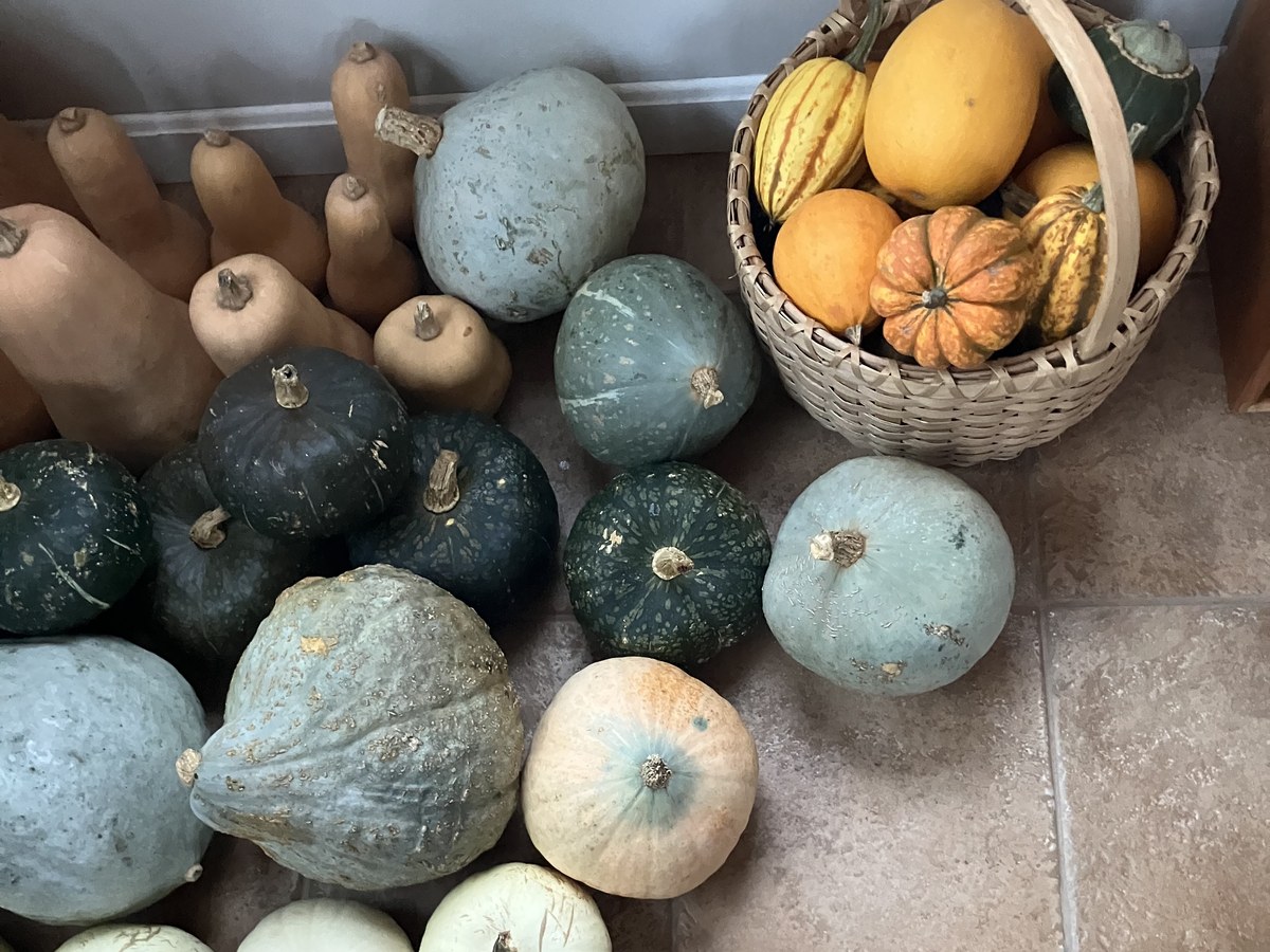 Courges d'hiver de formes et de couleurs variées, allongées beiges, rondes vert foncé, bleu-gris et blanches, posées sur un carrelage, avec un panier en osier rempli de courges jaunes et orangées