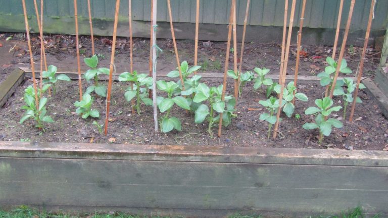 Rang de jeunes plants de fèves dans un carré de potager en bois, chaque plant accompagné d'un tuteur de bambou, devant une palissade verte