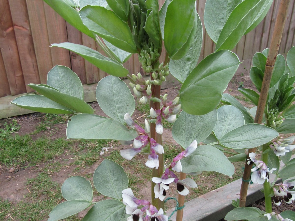 Tige de fève en fleurs dans un carré de potager, fleurs blanches marquées d'une tache noire, larges feuilles gris-vert et tuteurs de bambou