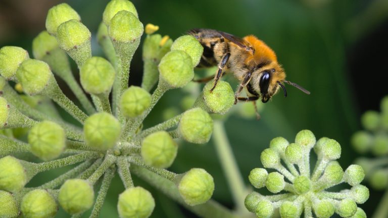 Abeille sauvage au thorax roux et à l'abdomen rayé de bandes claires, posée sur une ombelle de boutons verts de lierre