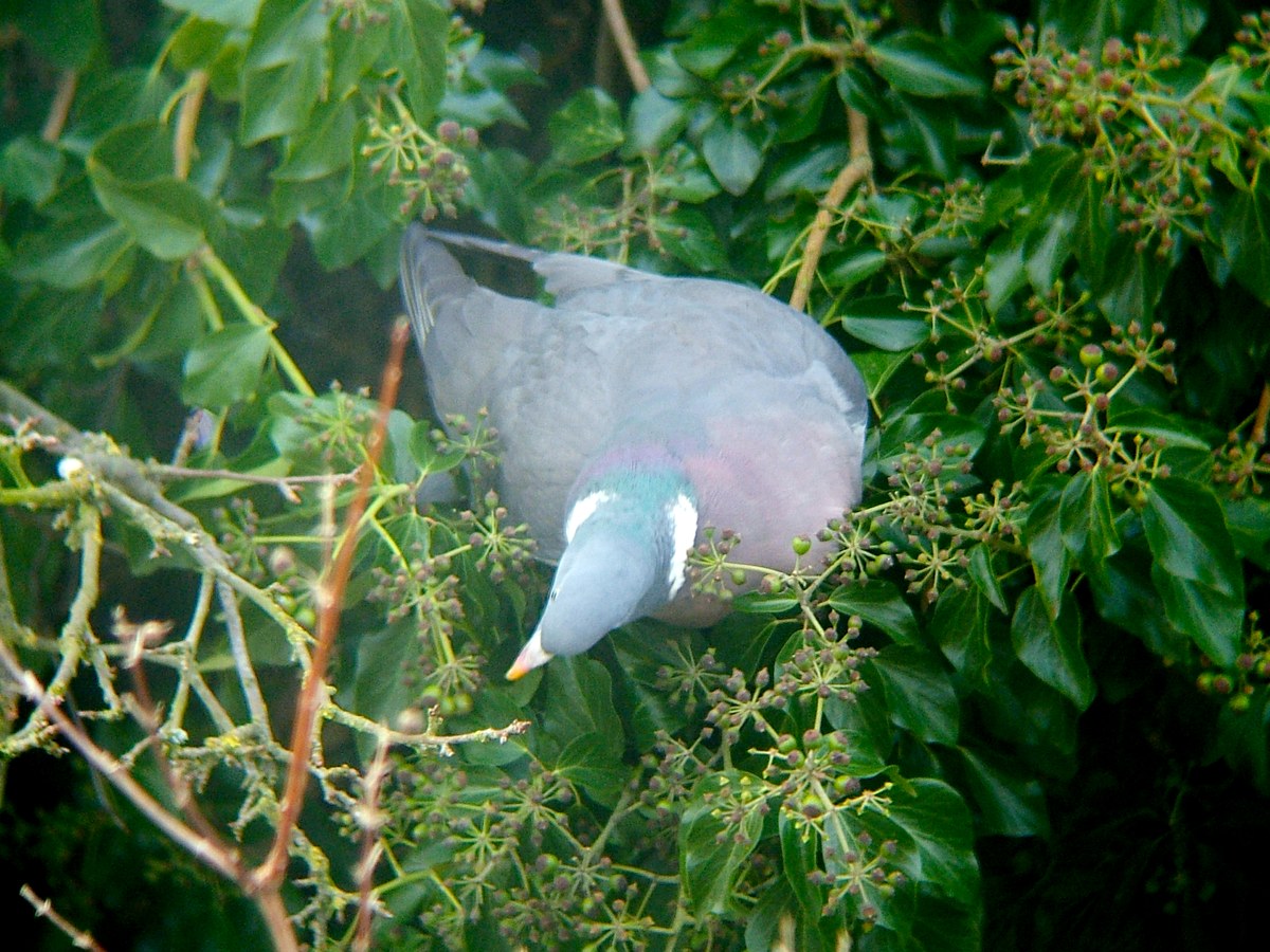 Pigeon ramier gris au collier blanc, tête penchée vers le bas, picorant les grappes de baies encore vertes d'un lierre touffu