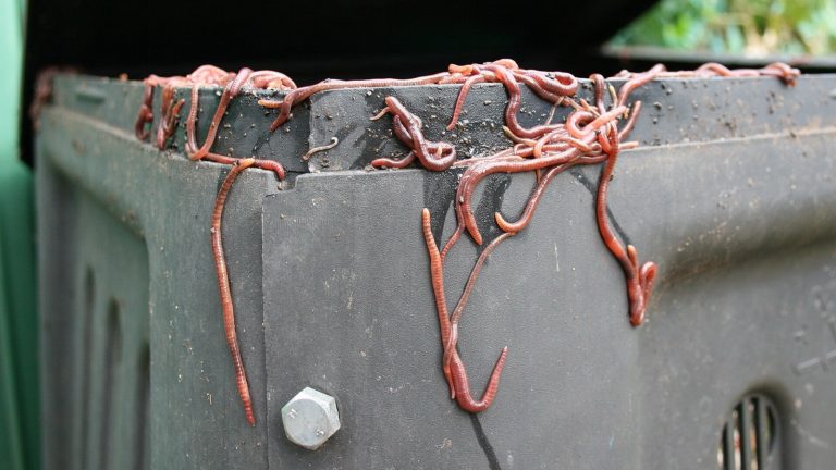 Vers de compost rouges accrochés au rebord supérieur d'un bac à compost en plastique sombre
