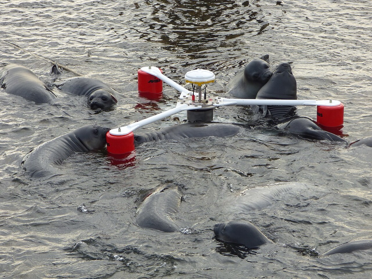Marégraphe flottant à trois flotteurs rouges posé sur l'eau, entouré d'éléphants de mer