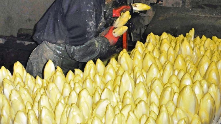 Rangée serrée de chicons d'endive blancs et jaunes dans une couche de forçage, un ouvrier au travail au second plan
