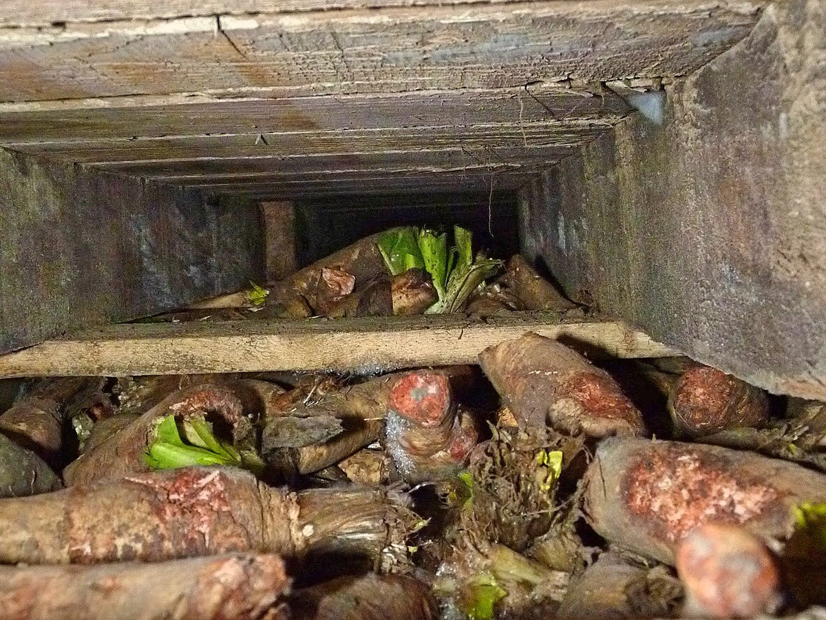 Racines d'endive entassées dans des bacs en bois superposés, avec quelques repousses vertes