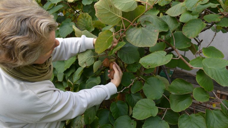 Une personne cueille des kiwis sur une liane palissée, feuilles larges et fruits bruns encore accrochés