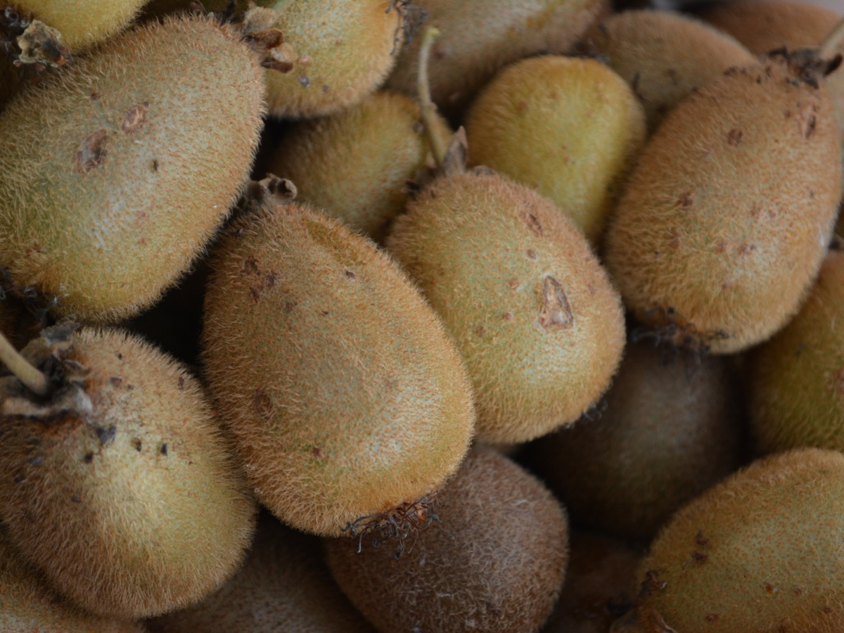 Kiwis fraîchement cueillis entassés, peau brune et duveteuse, pédoncules encore accrochés