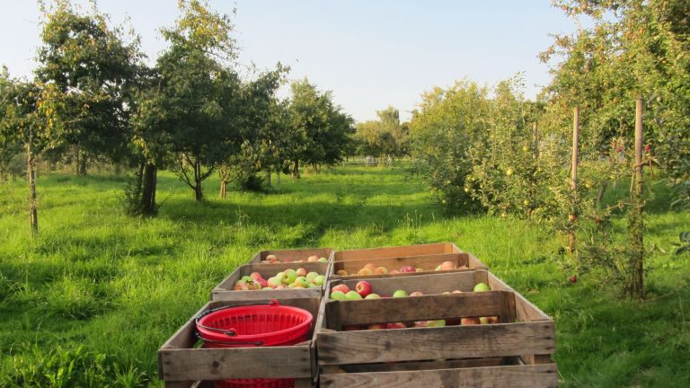 Caisses en bois remplies de pommes posées dans l'herbe d'un verger, entre des rangées de pommiers chargés de fruits