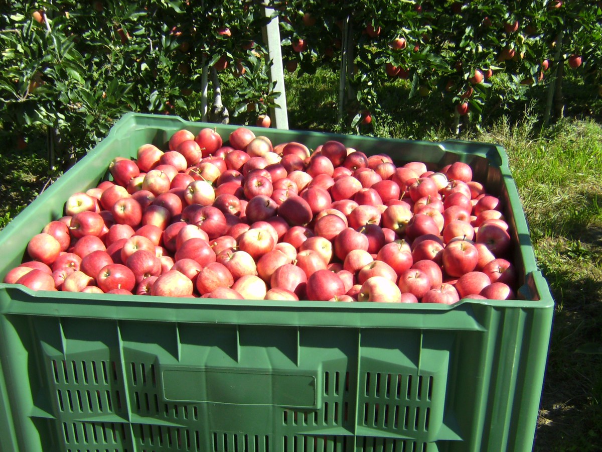 Grande caisse en plastique vert remplie de pommes rouges et jaunes, posée dans l'herbe entre deux rangs de pommiers