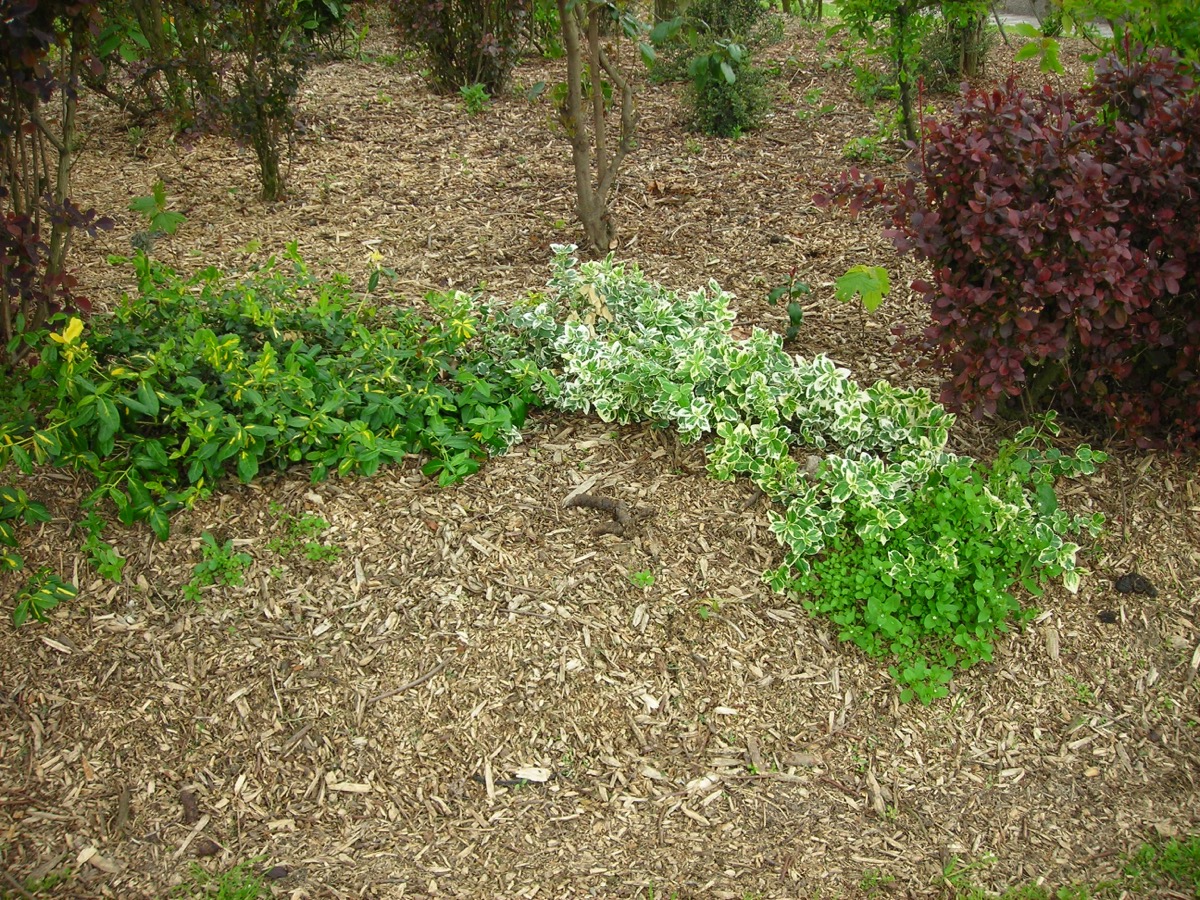 Massif de jardin public entièrement couvert d'un paillis de copeaux de bois clair, entre arbustes et vivaces