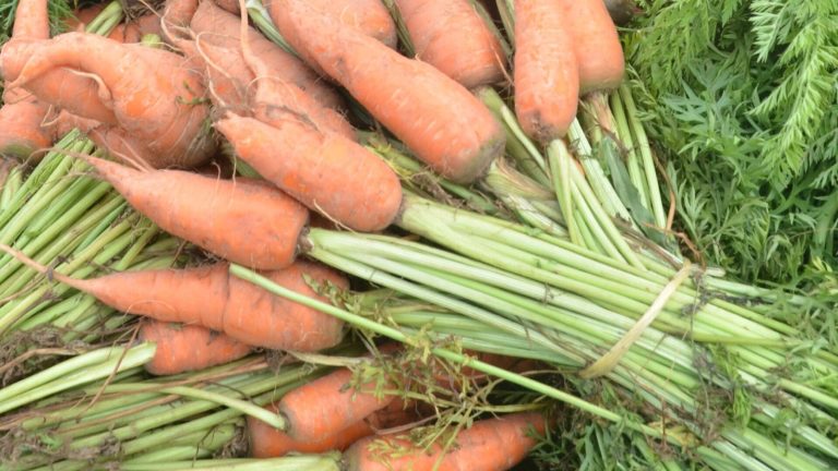 Carottes fraîchement arrachées, encore couvertes de terre, posées en tas avec leurs fanes vertes liées en bottes