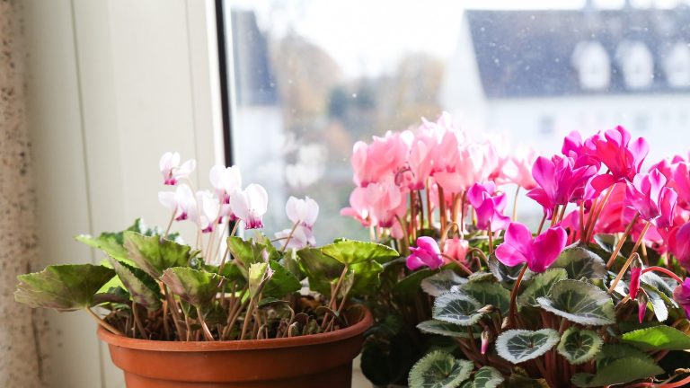 Pots de cyclamens blancs et roses alignés sur un rebord de fenêtre, maison et arbres dénudés derrière la vitre