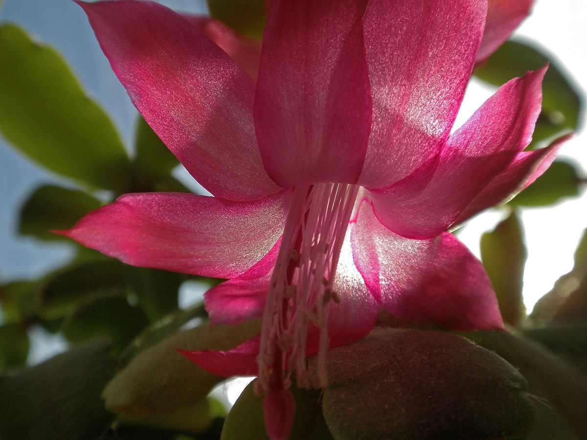 Fleur rose de cactus de Noël éclairée à contre-jour devant une fenêtre, pétales translucides et étamines blanches