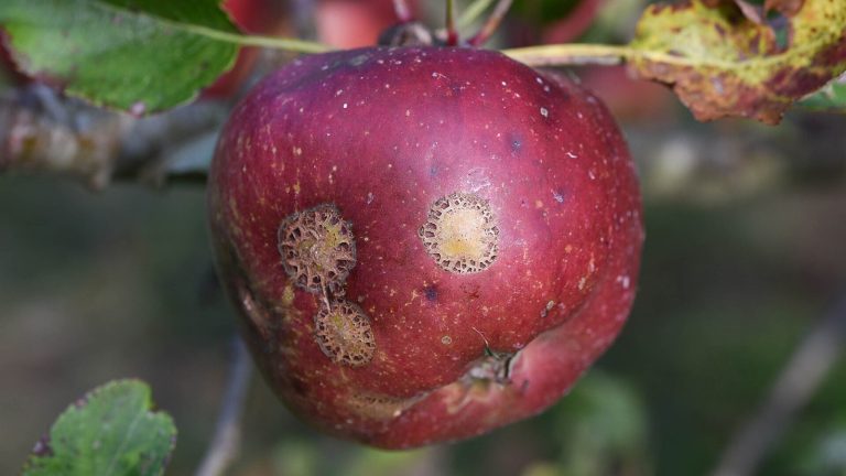 Pomme rouge encore sur la branche, marquée de trois croûtes brunes de tavelure, entourée de feuilles de pommier