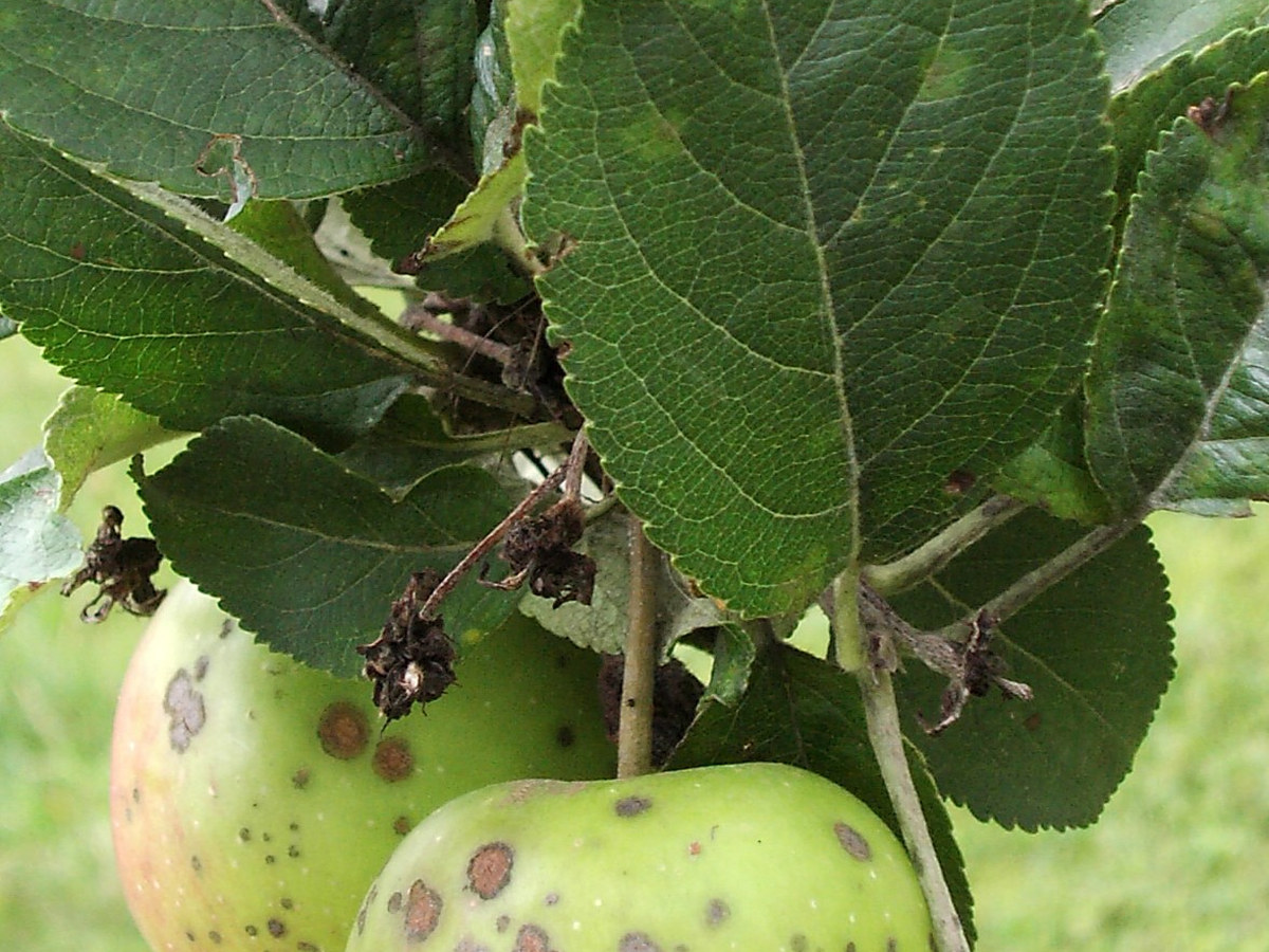 Rameau de pommier portant des feuilles et des fruits verts marqués de taches brunes et grises de tavelure