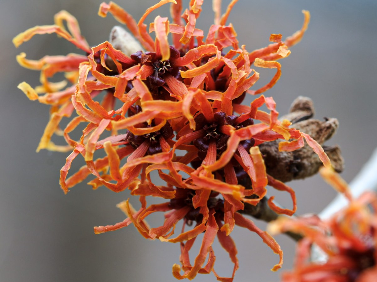 Fleurs orange en lanières d'un hamamélis hybride sur un rameau sans feuilles