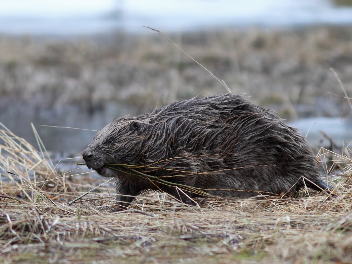 Castor d'Europe au pelage mouillé marchant sur la berge herbeuse d'un plan d'eau