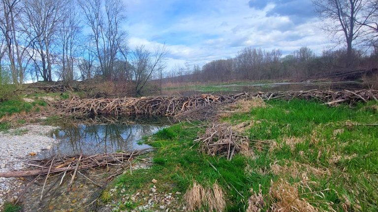 Barrage de castor en branches entassées barrant un bras de la Leitha et formant un plan d'eau