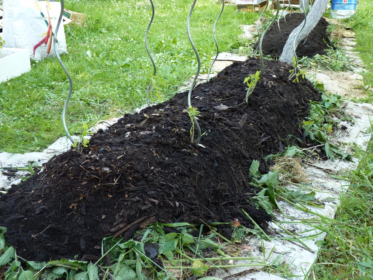 Butte de lasagne recouverte de compost sombre avec de jeunes plants de tomates et des tuteurs en spirale