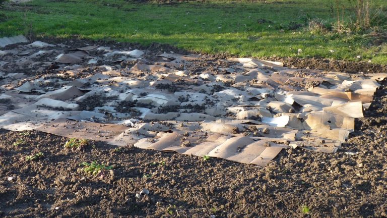 Morceaux de carton brun étalés et chevauchés sur une parcelle de terre nue au bord d'une pelouse