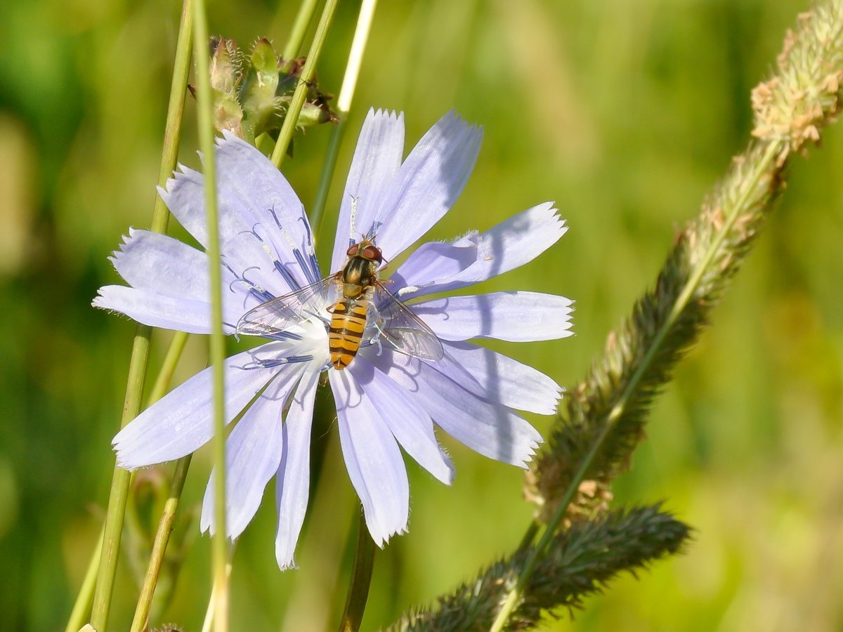 Syrphe ceinturé posé au cœur d'une fleur bleue de chicorée